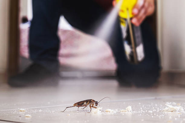 Best Spider Control Near Me  in Trenton, TN