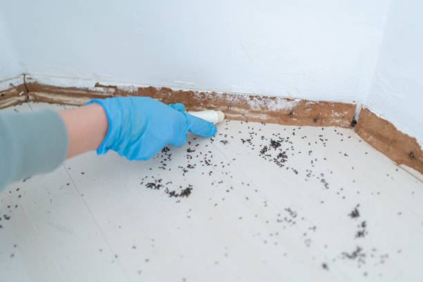 Professional Pest Control in Trenton, TN